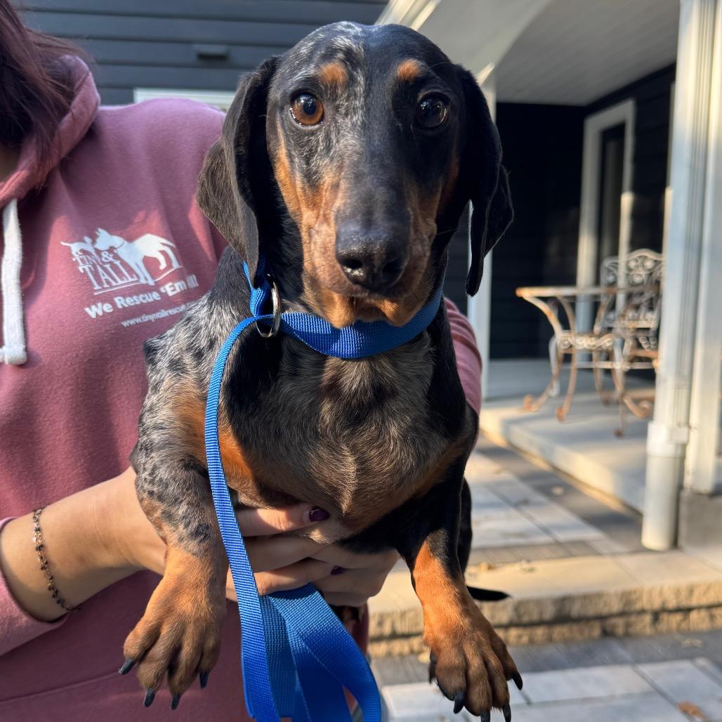 Meatball, Adoptable, Senior Male Dachshund.