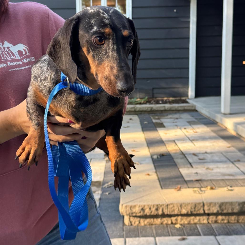 Enlarge Meatball, a Adoptable Dachshund in St. Charles, IL image 2/5