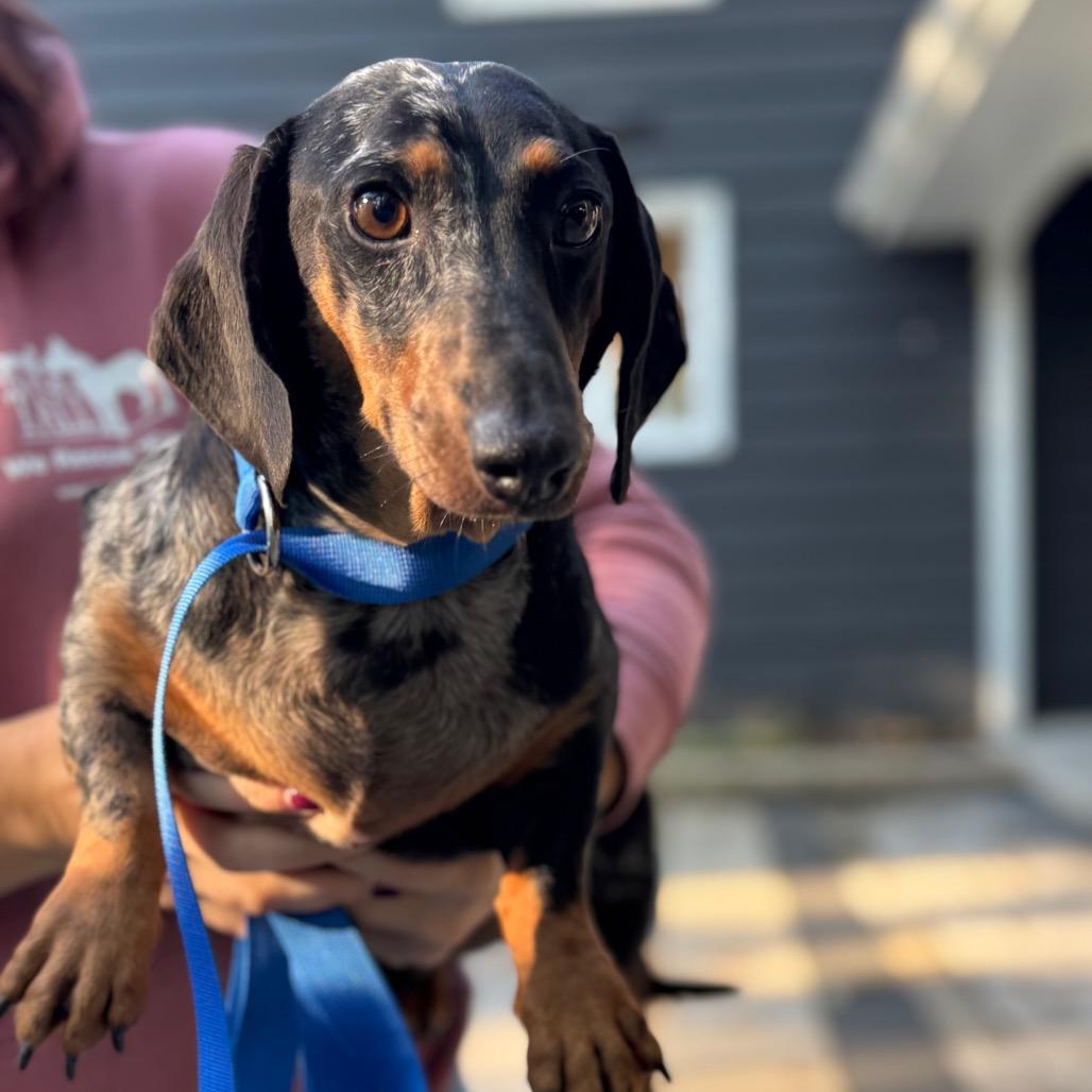 Enlarge Meatball, a Adoptable Dachshund in St. Charles, IL image 3/5