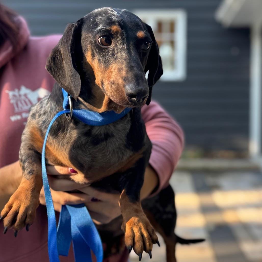 Enlarge Meatball, a Adoptable Dachshund in St. Charles, IL image 4/5