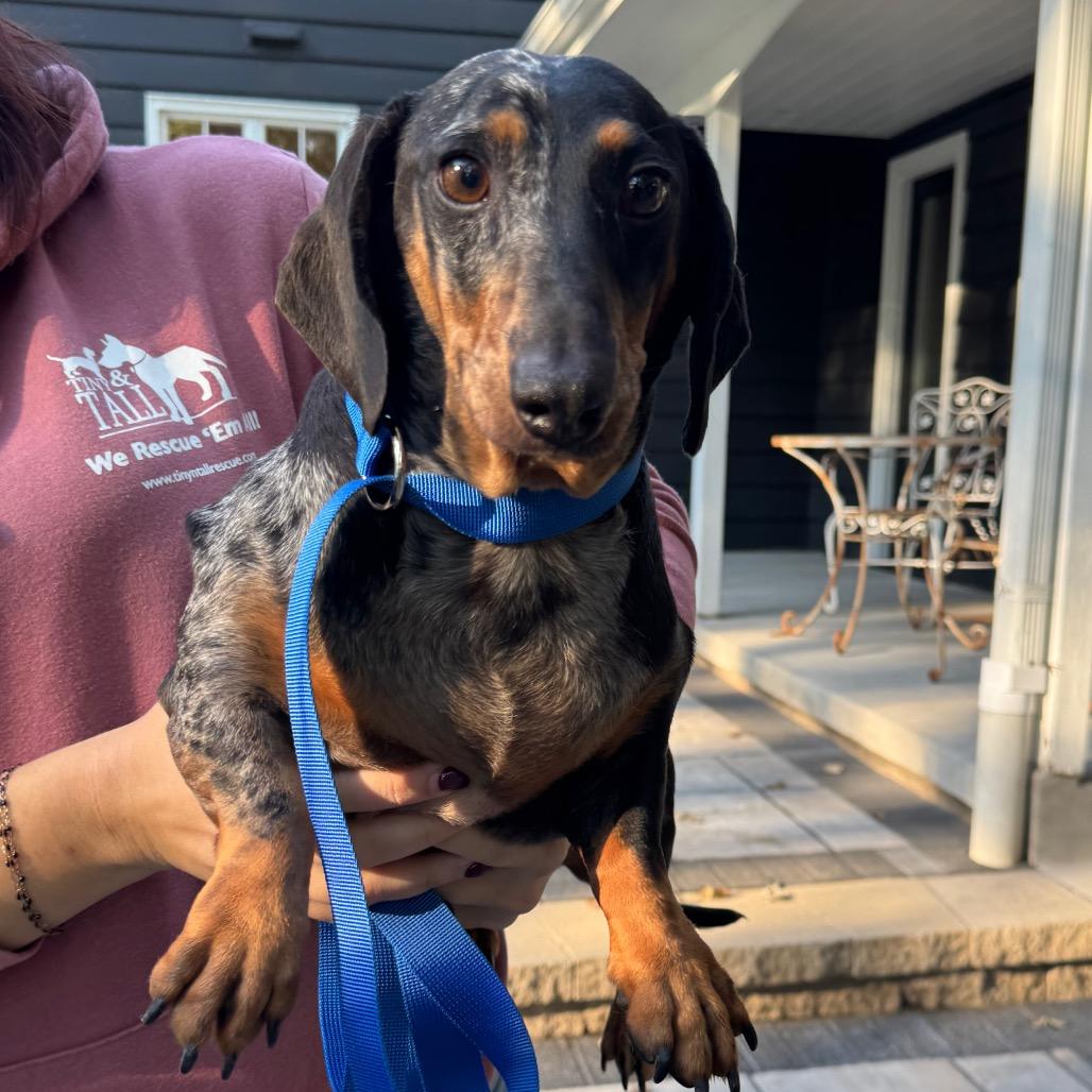 Enlarge Meatball, a Adoptable Dachshund in St. Charles, IL image 5/5