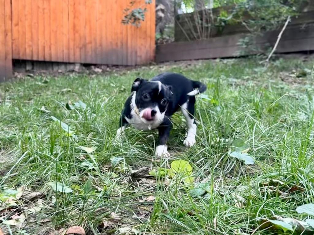 Alani, Adoptable, Puppy Female French Bulldog.