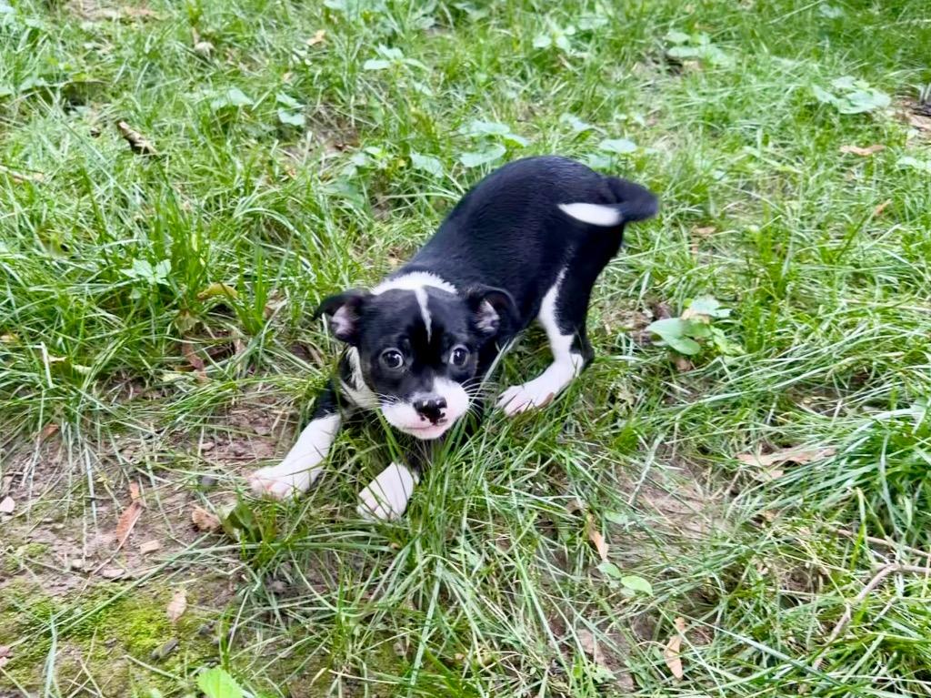 Alani, a Adoptable mixed breed in Gloversville, NY image 2/6