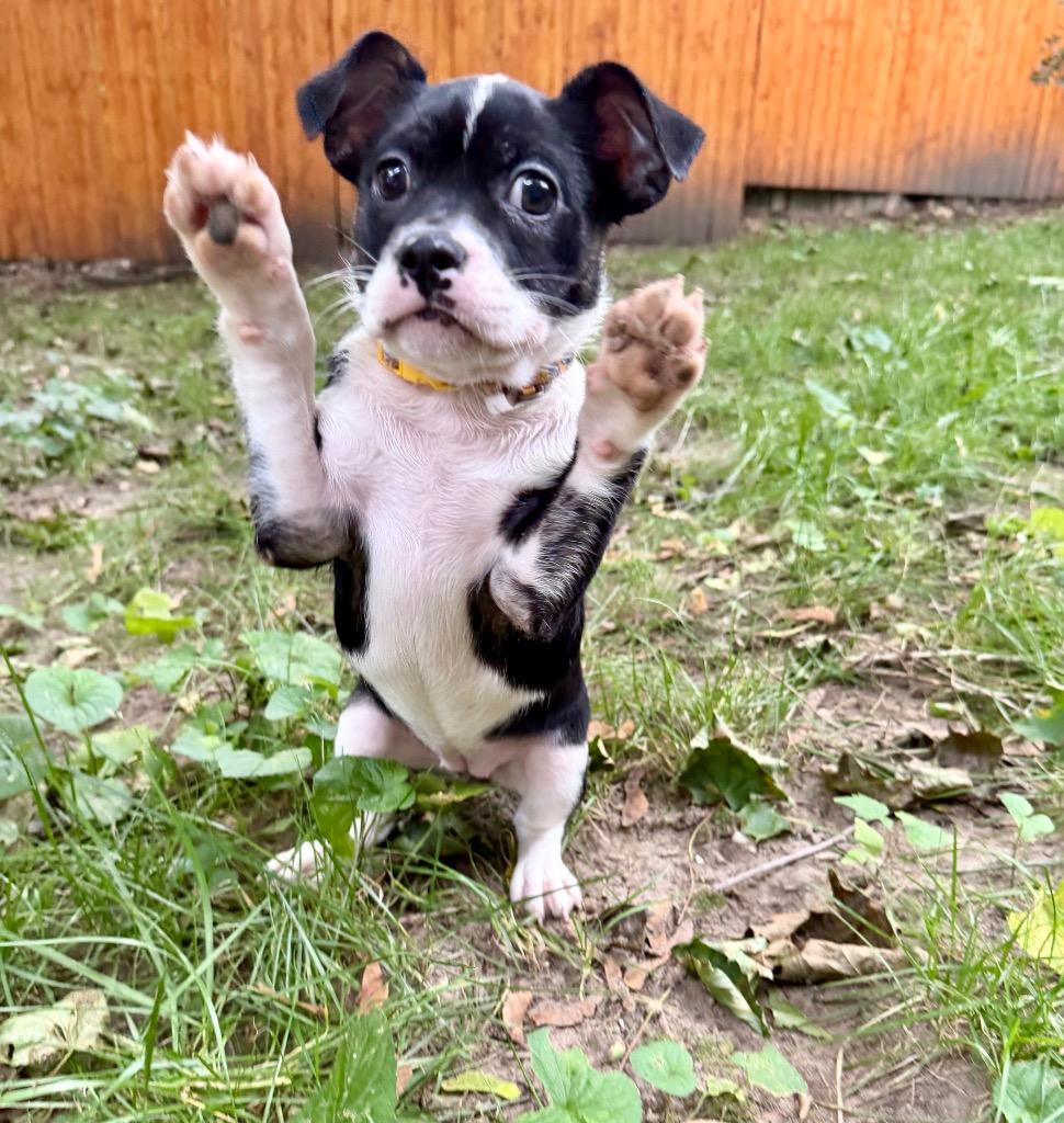 Alani, a Adoptable mixed breed in Gloversville, NY image 3/6