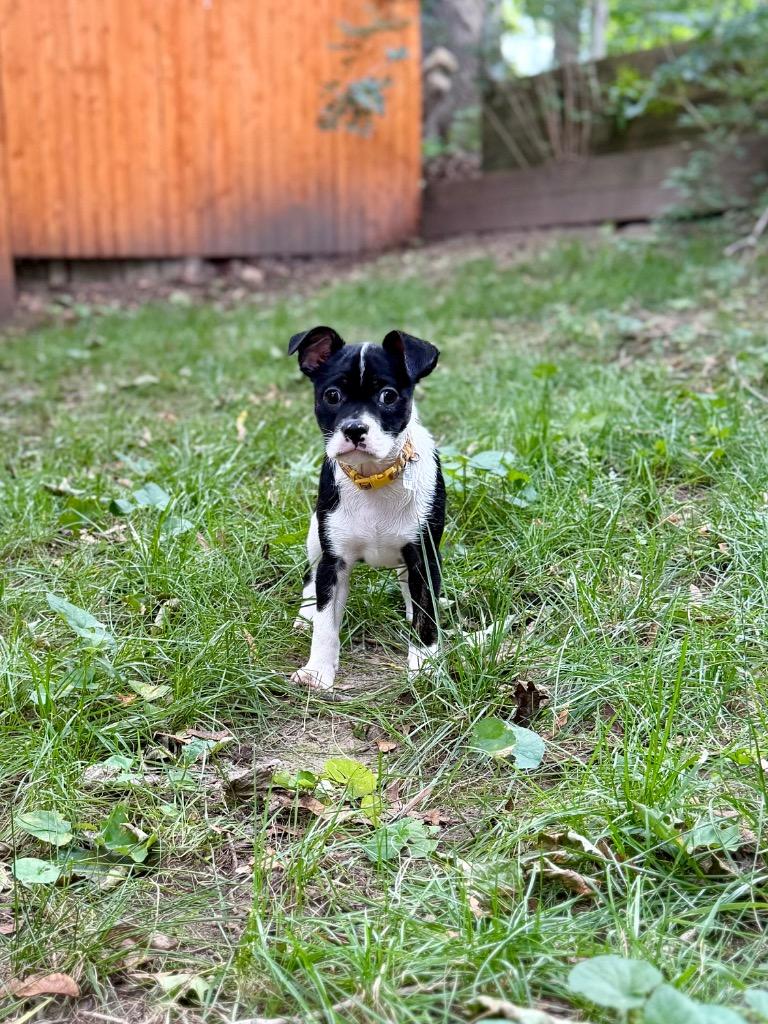 Alani, a Adoptable mixed breed in Gloversville, NY image 4/6