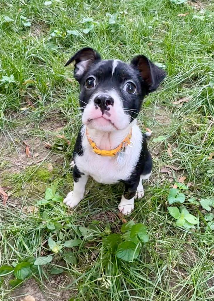Alani, a Adoptable mixed breed in Gloversville, NY image 5/6