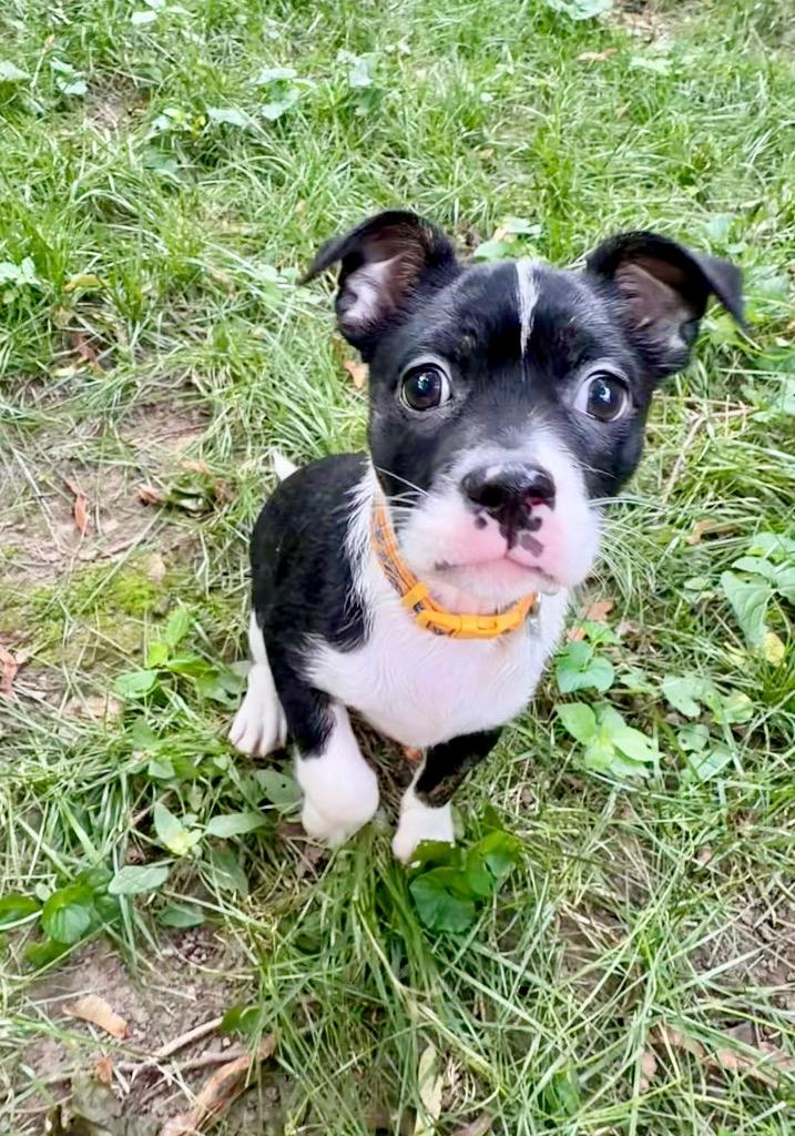 Alani, a Adoptable mixed breed in Gloversville, NY image 6/6