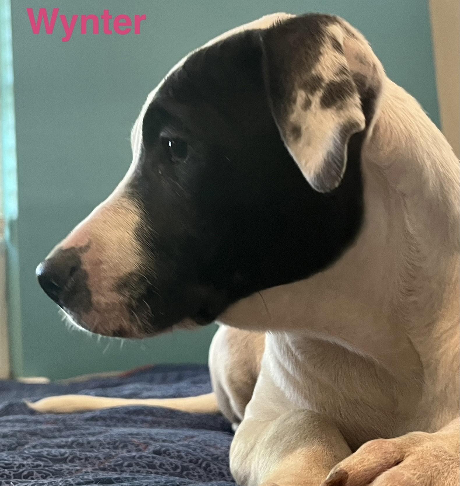 wynter 4
