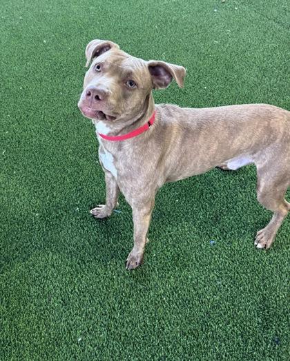 Justin Herbert — thumbnail 2