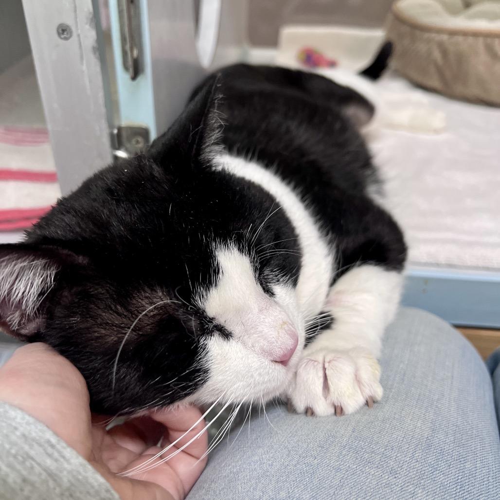 Connor, Adoptable, Adult Male Domestic Short Hair.