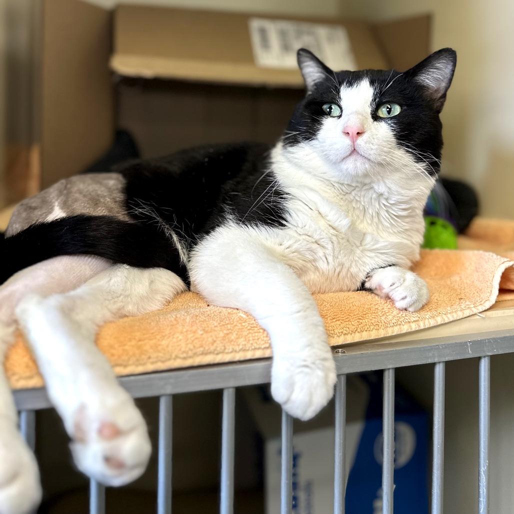 Enlarge Connor, a Adoptable Domestic Short Hair in Glenwood Springs, CO image 2/6