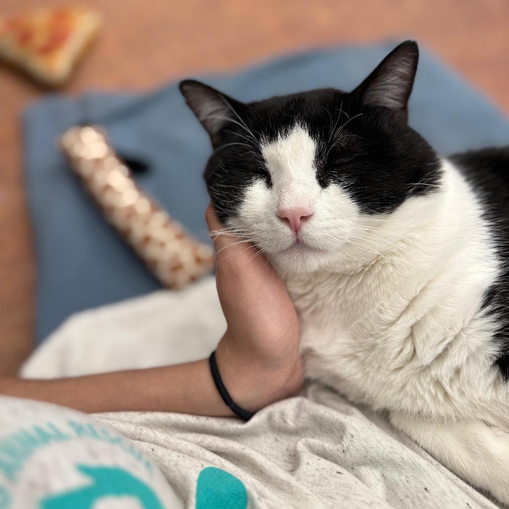 Connor, Adoptable, Adult Male Domestic Short Hair.