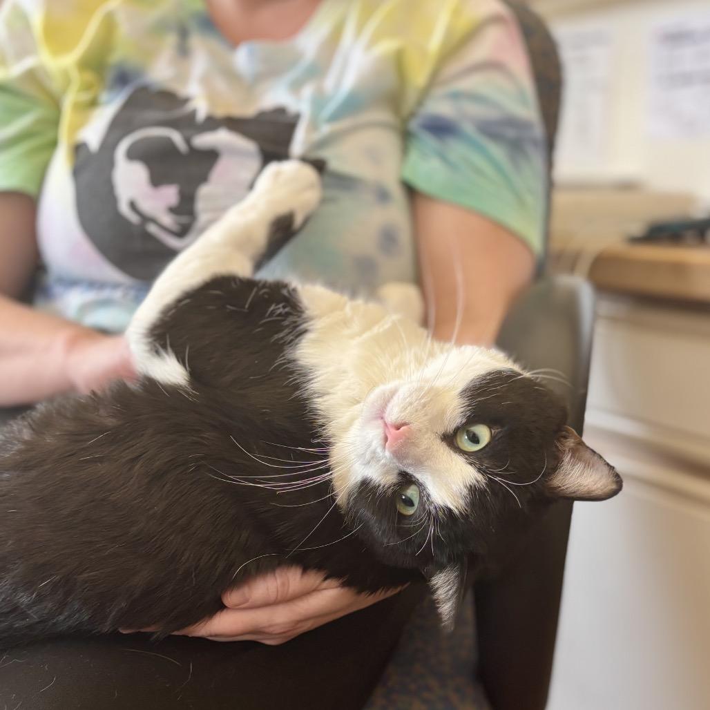 Enlarge Connor, a Adoptable Domestic Short Hair in Glenwood Springs, CO image 2/6