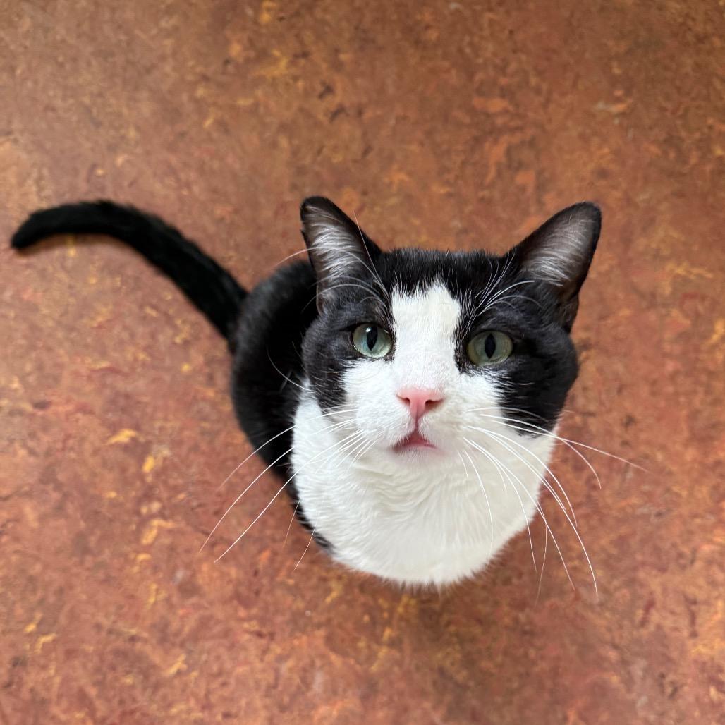 Enlarge Connor, a Adoptable Domestic Short Hair in Glenwood Springs, CO image 3/6