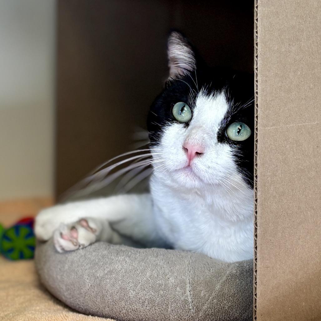 Enlarge Connor, a Adoptable Domestic Short Hair in Glenwood Springs, CO image 3/6