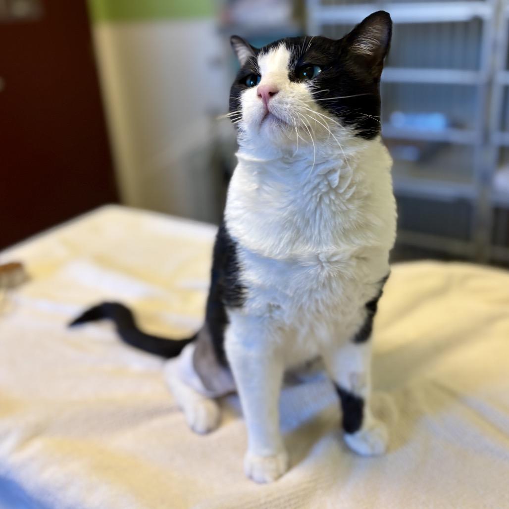 Enlarge Connor, a Adoptable Domestic Short Hair in Glenwood Springs, CO image 4/6