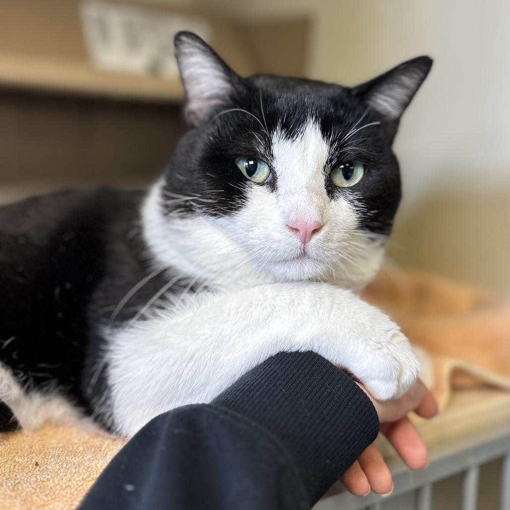 Enlarge Connor, a Adoptable Domestic Short Hair in Glenwood Springs, CO image 5/6