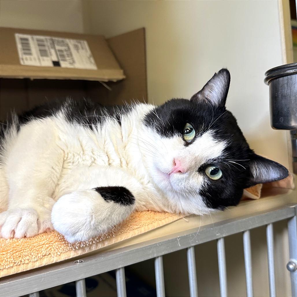 Enlarge Connor, a Adoptable Domestic Short Hair in Glenwood Springs, CO image 6/6