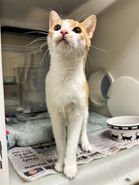 TIGRESS, Adoptable, Young Female Domestic Short Hair.