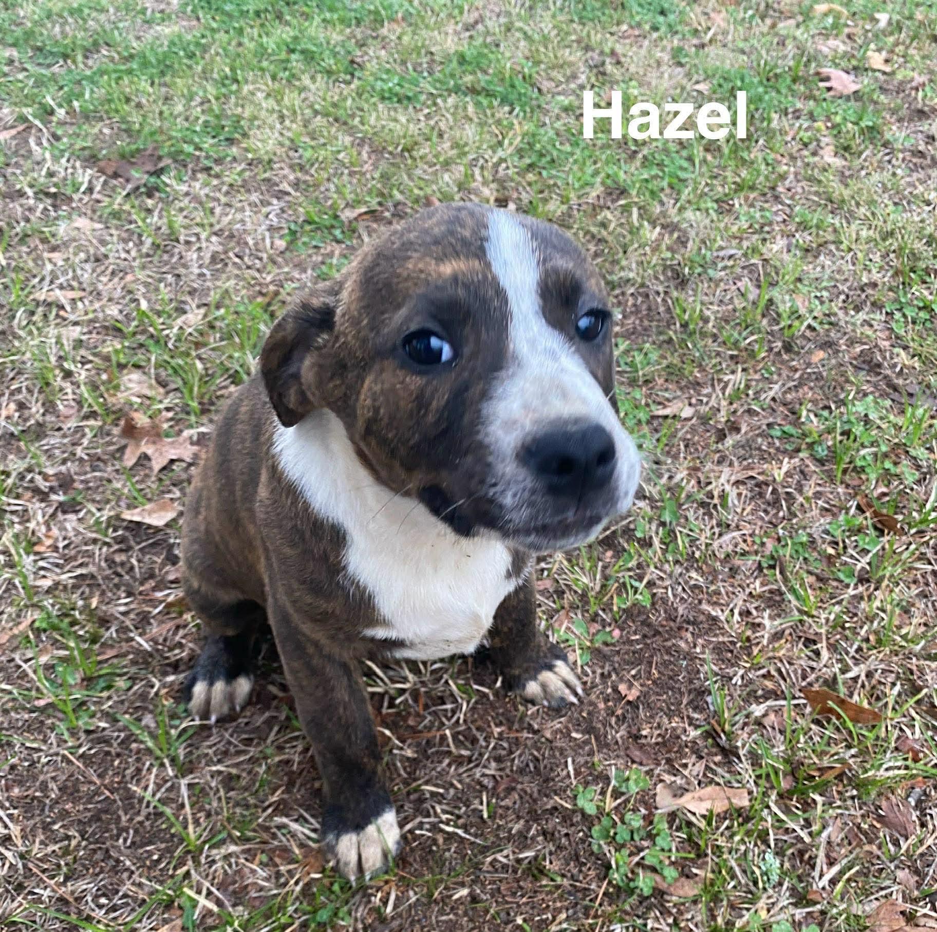 Hazel, Adoptable, Puppy Female Beagle.