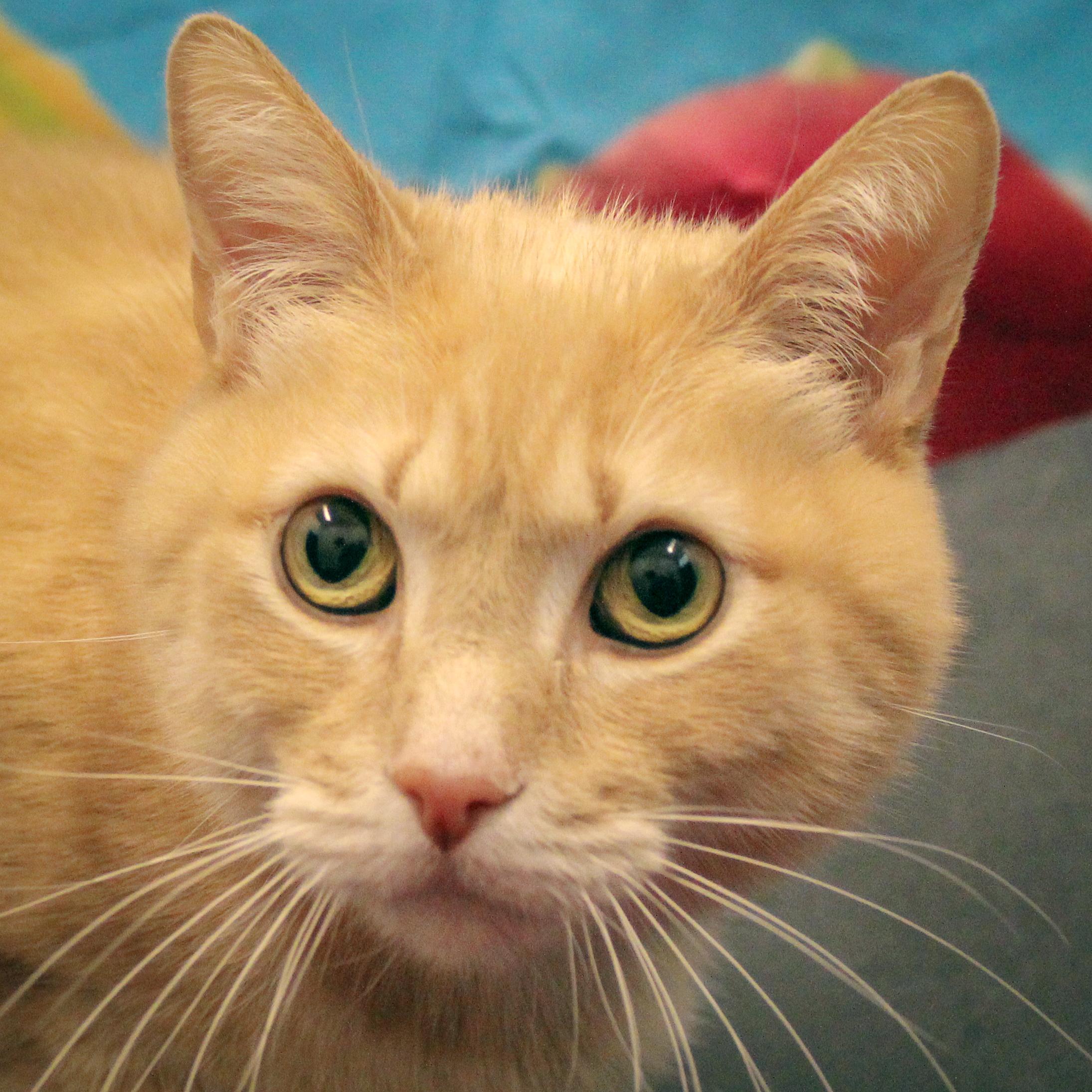 Huey, Adult Male unknown
