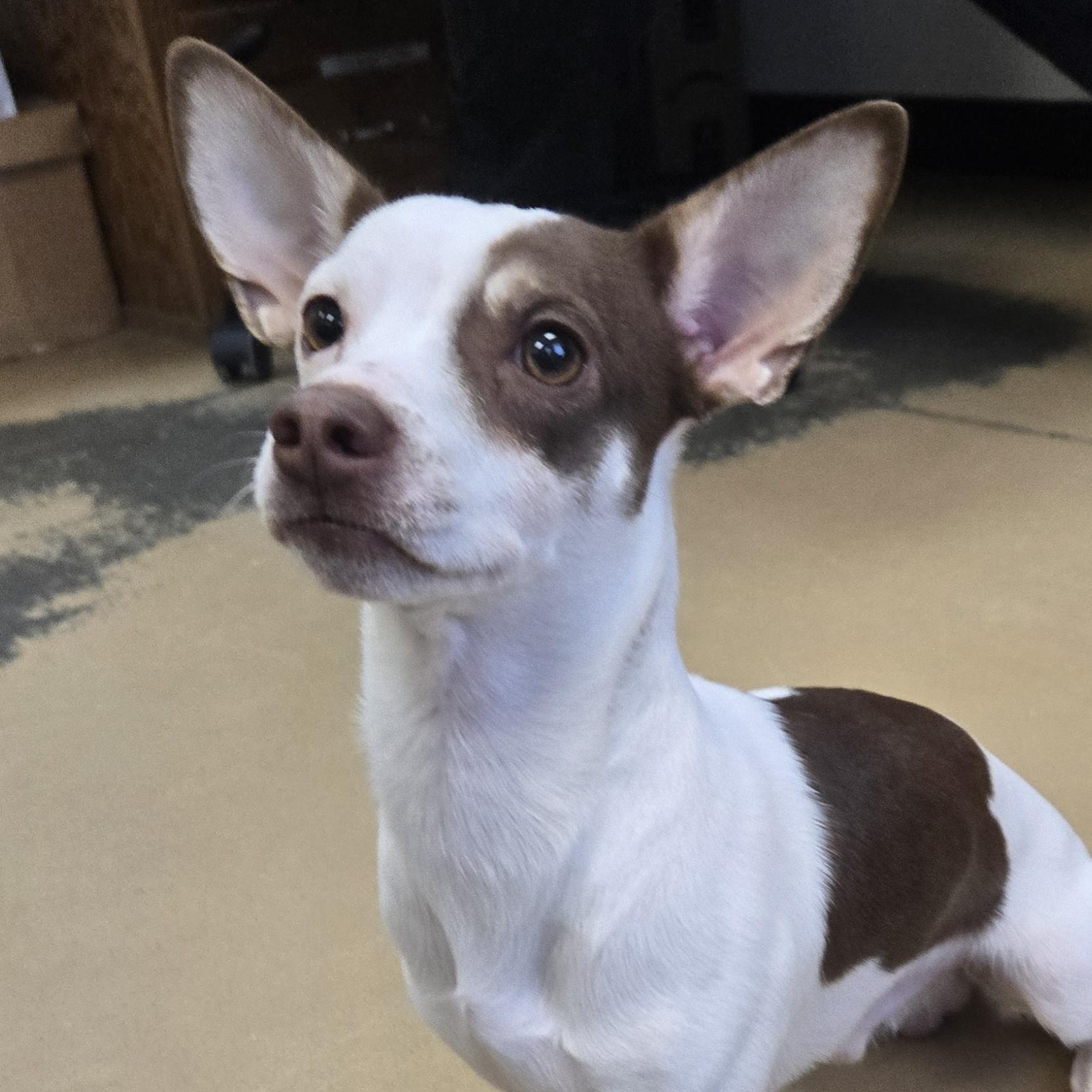 Nugget (Coming soon...), adopted, Young Male Chihuahua & Jack Russell Terrier.