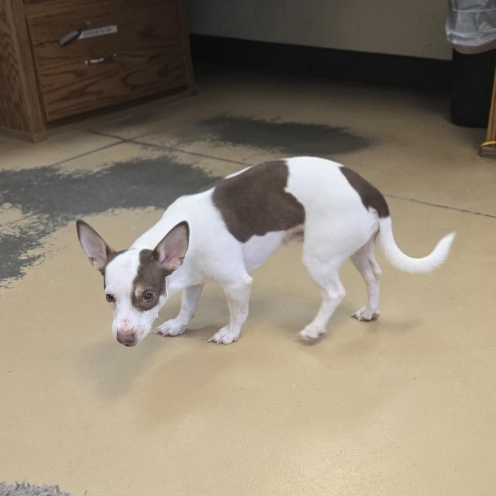 Enlarge Nugget (Coming soon...), an adopted mixed breed in Xenia , OH image 6/6