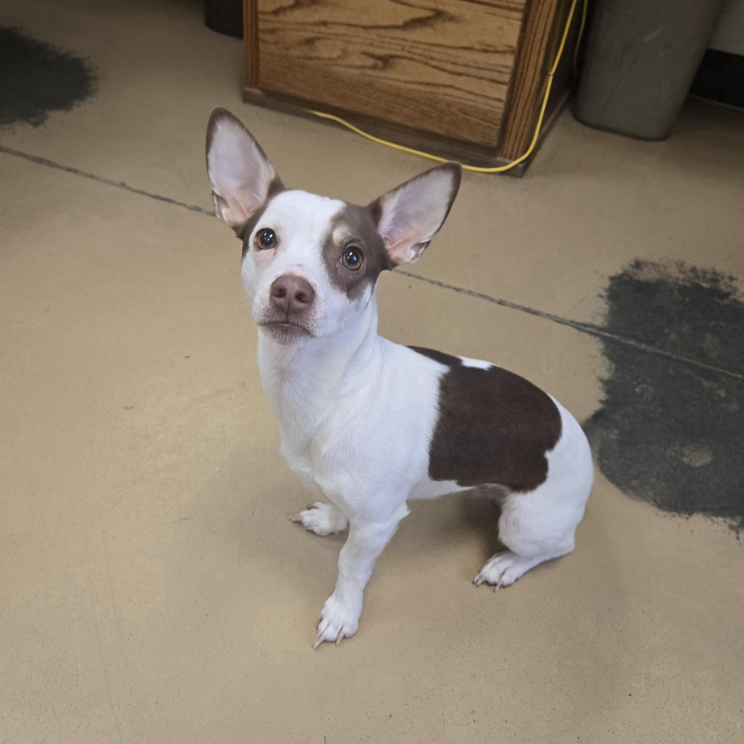 Enlarge Nugget (Coming soon...), an adopted mixed breed in Xenia , OH image 3/6