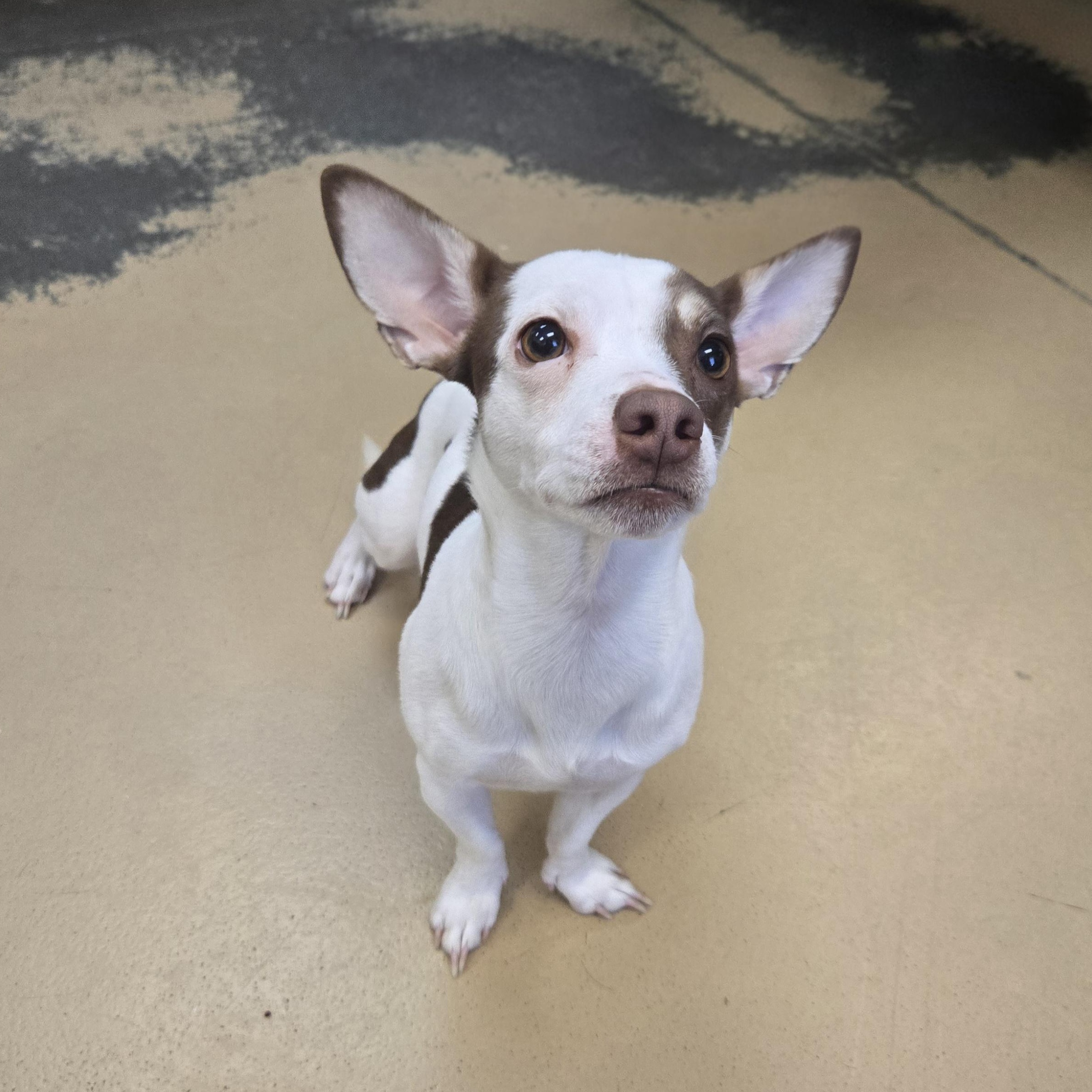 Enlarge Nugget (Coming soon...), an adopted mixed breed in Xenia , OH image 5/6