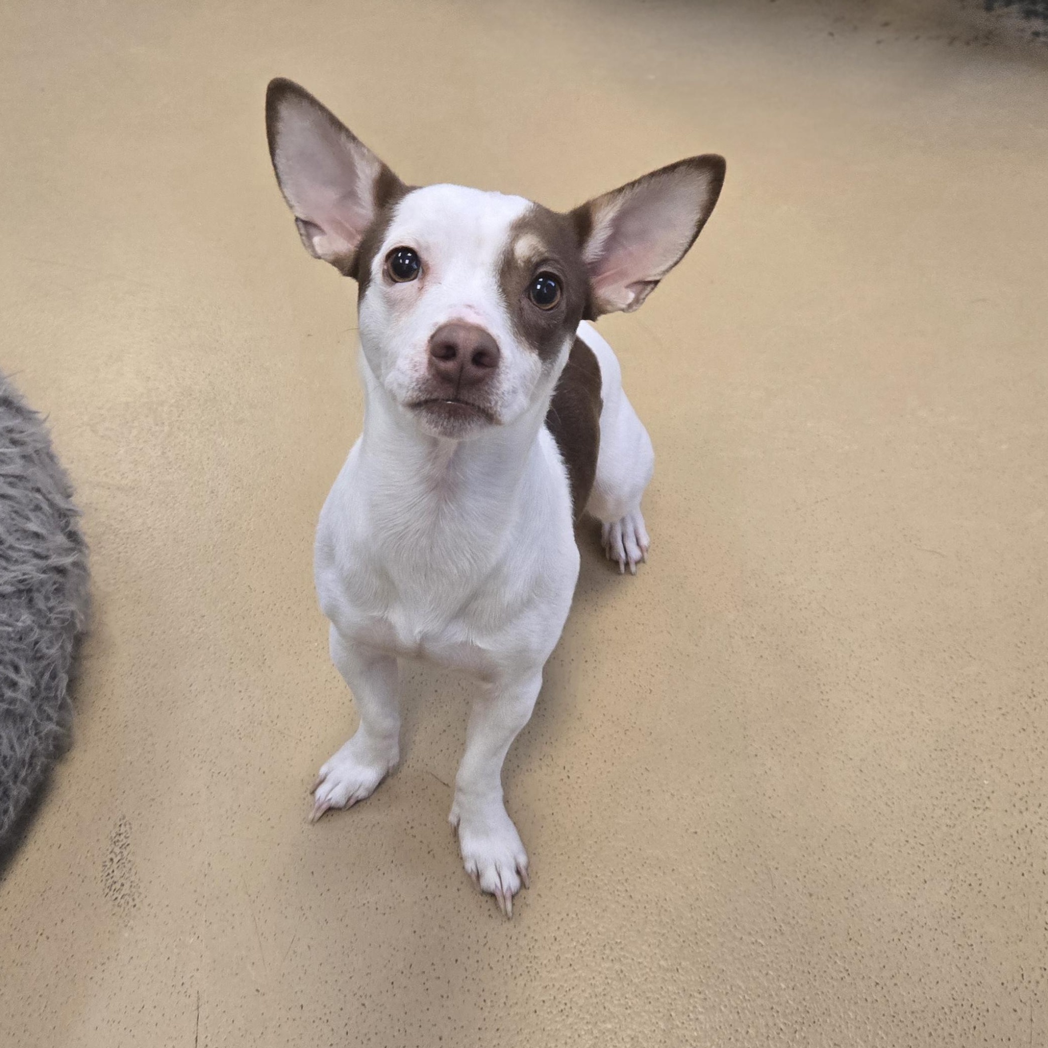 Enlarge Nugget (Coming soon...), an adopted mixed breed in Xenia , OH image 4/6