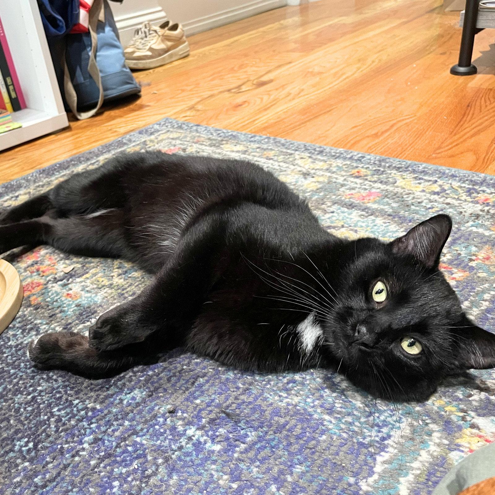 Coolaata, Adopted, Adult Male Domestic Short Hair.
