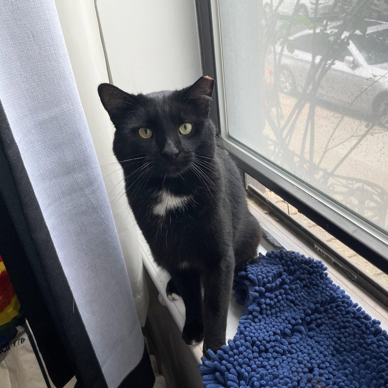 Enlarge Coolaata, a Adopted Domestic Short Hair in Brooklyn, NY image 2/3