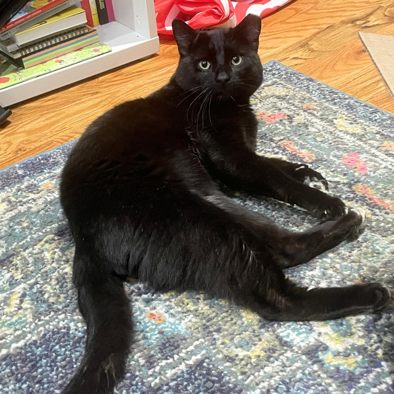 Enlarge Coolaata, a Adopted Domestic Short Hair in Brooklyn, NY image 3/3
