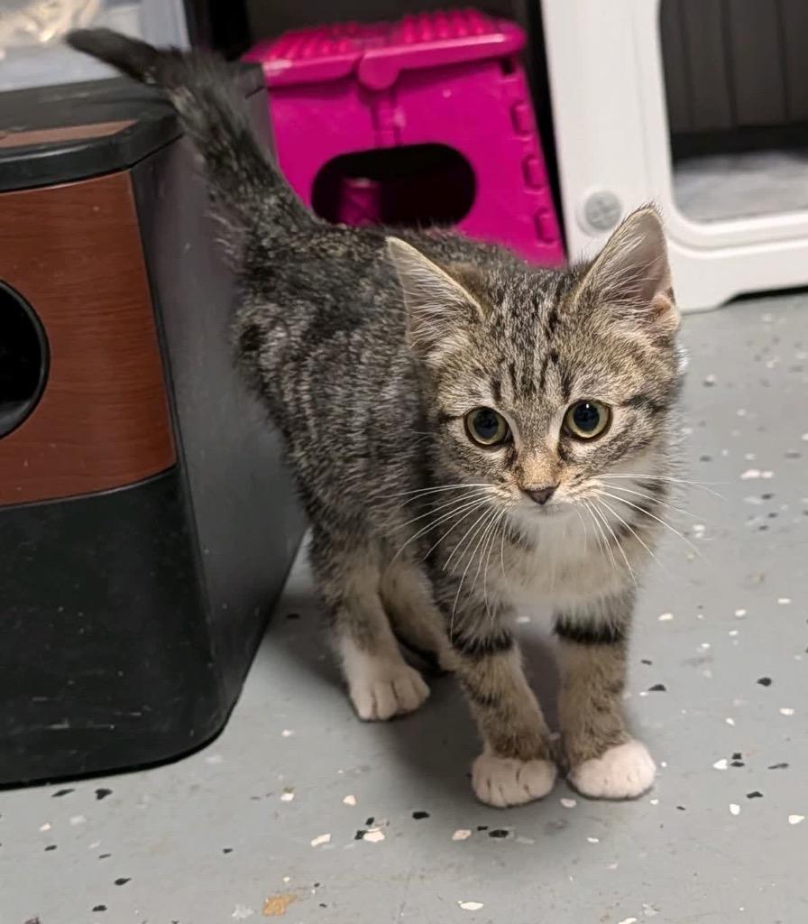 Enlarge Rosalia, a Adoptable mixed breed in Johnson City, TN image 1/5