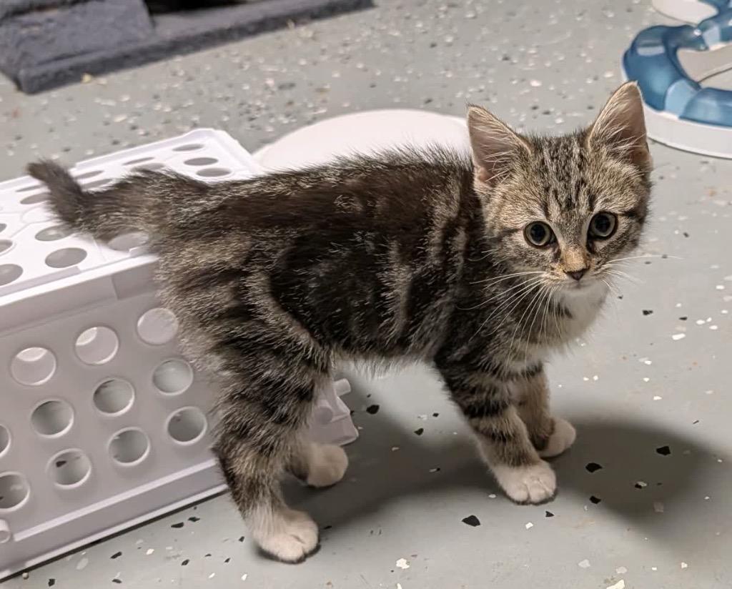 Enlarge Rosalia, a Adoptable mixed breed in Johnson City, TN image 2/5