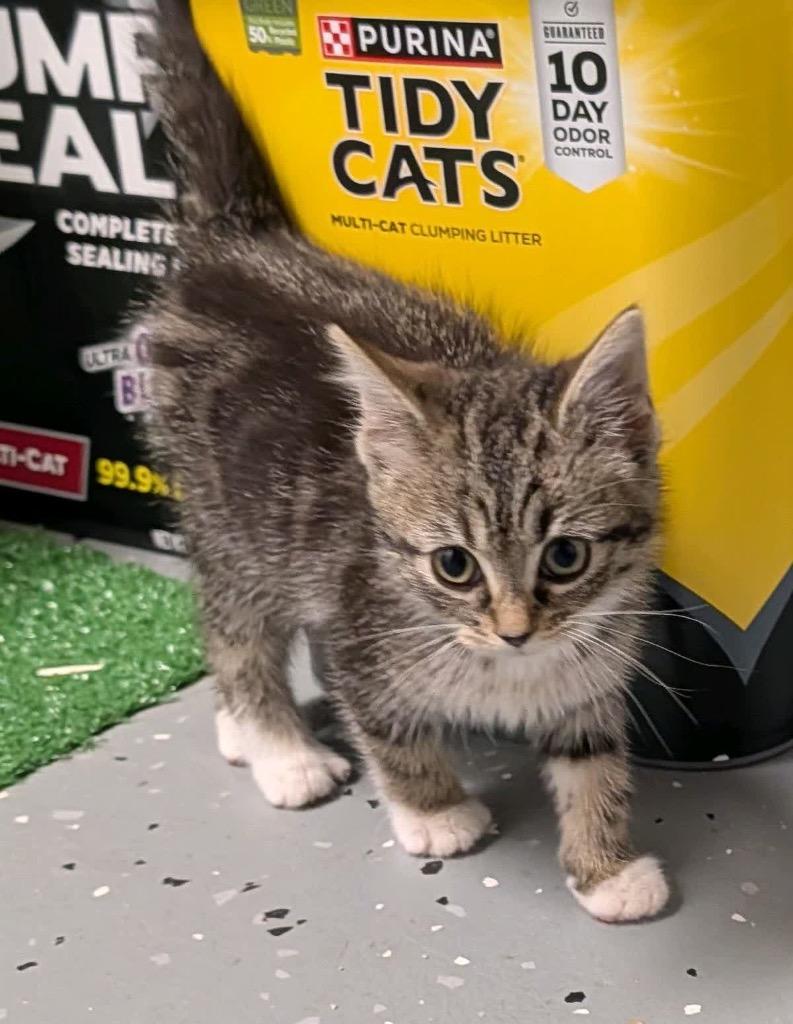 Enlarge Rosalia, a Adoptable mixed breed in Johnson City, TN image 3/5