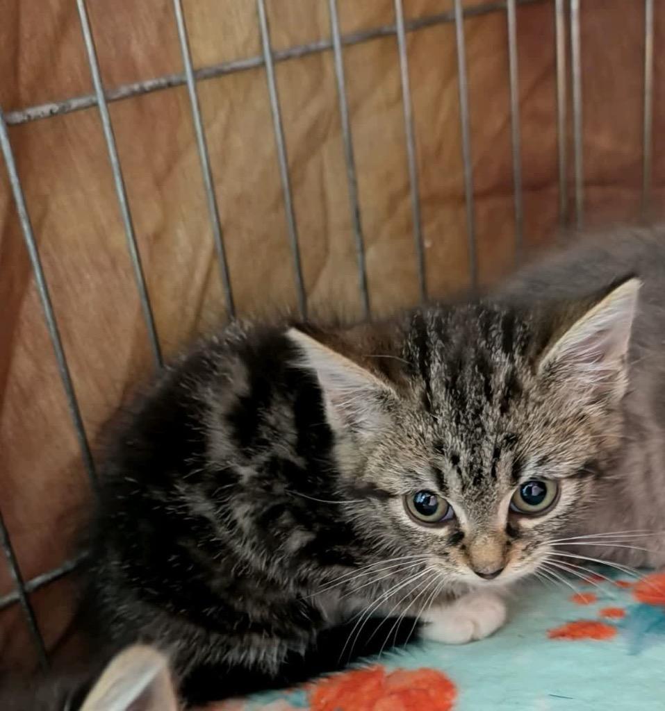 Enlarge Rosalia, a Adoptable mixed breed in Johnson City, TN image 4/5