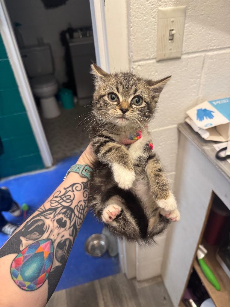 Enlarge Rosalia, a Adoptable mixed breed in Johnson City, TN image 5/5