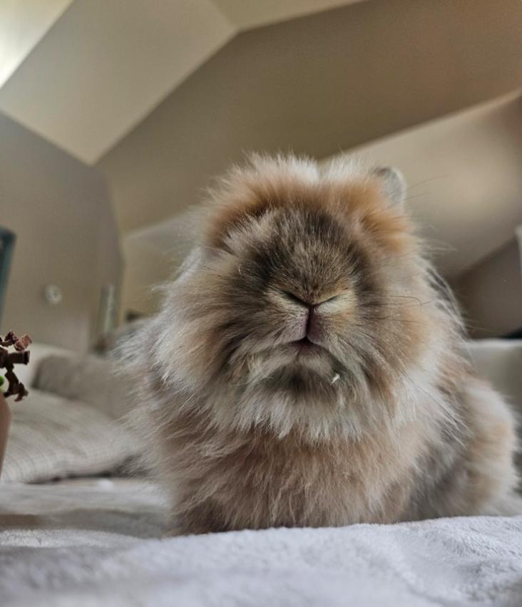 Enlarge Charlie, a Adoptable Lionhead in St. Charles, IL image 2/5