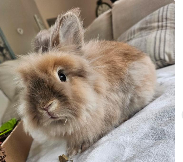 Enlarge Charlie, a Adoptable Lionhead in St. Charles, IL image 4/5