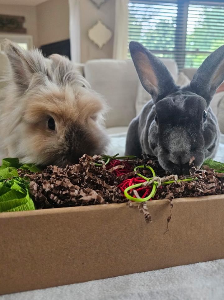 Charlie, Adoptable, Adult Female Lionhead.