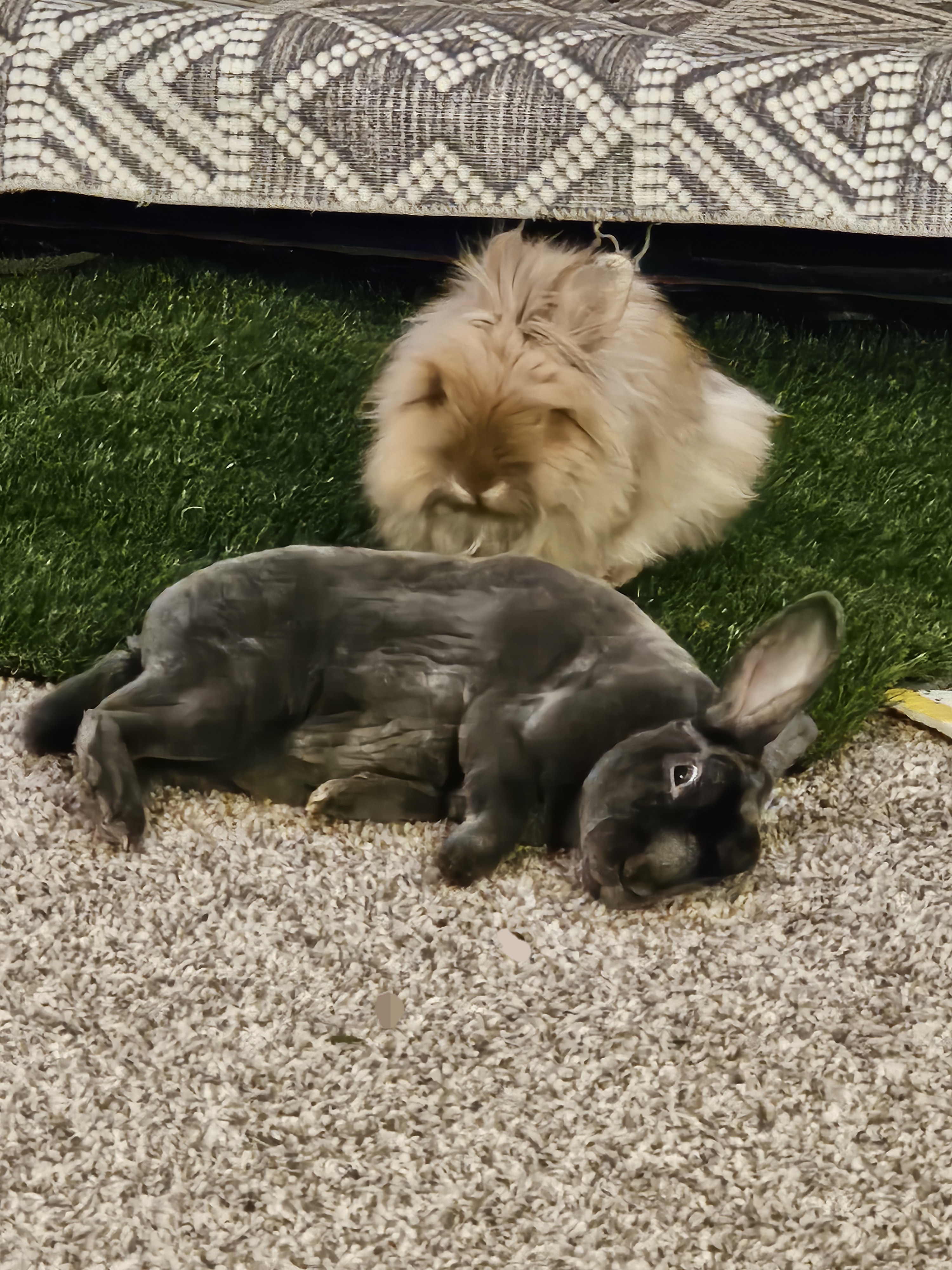 Enlarge Charlie, a Adoptable Lionhead in St. Charles, IL image 3/5