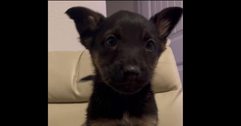 Squirt, Adopted, Puppy Female German Shepherd Dog.
