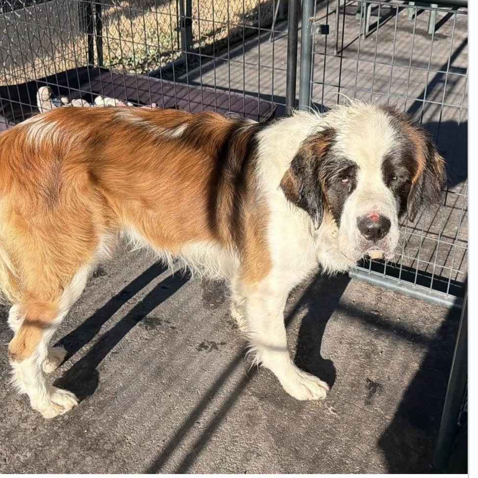 Enlarge Simba, an adopted Saint Bernard in Santa Rosa, CA image 1/1