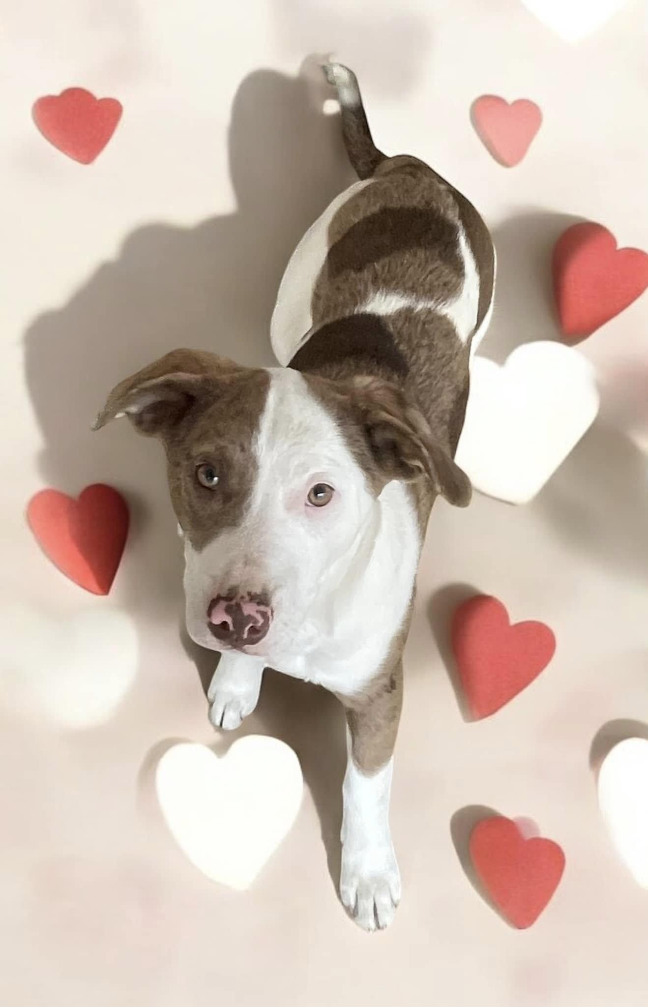 Enlarge Ketchup - leash, crate, house trained - older kids, good with dogs - 1y in rescue, a Adopted mixed breed in Allentown, PA image 1/3