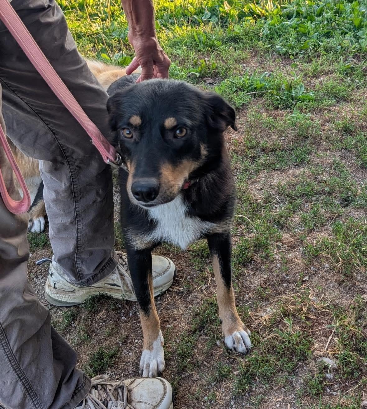 Enlarge Lumi, a Adoptable mixed breed in Louisville, KY image 1/1