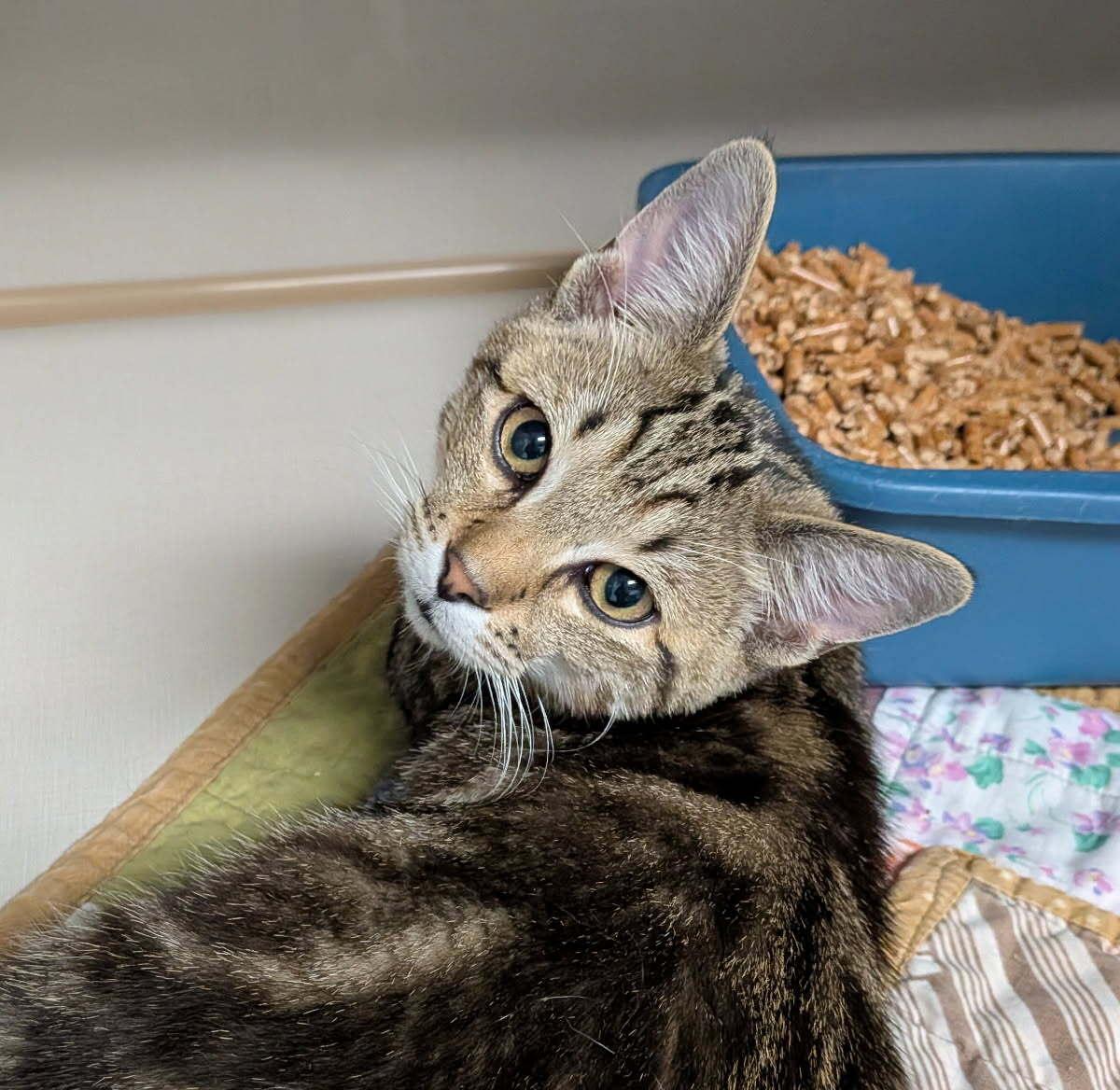 Apple, ADOPTABLE, Young Male Domestic Short Hair.