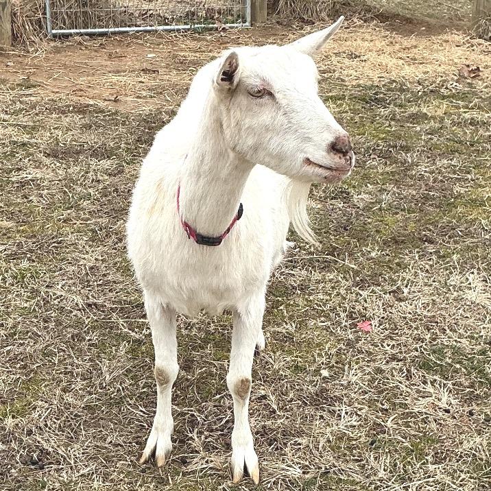Lady, Adoptable, Adult Female Goat.