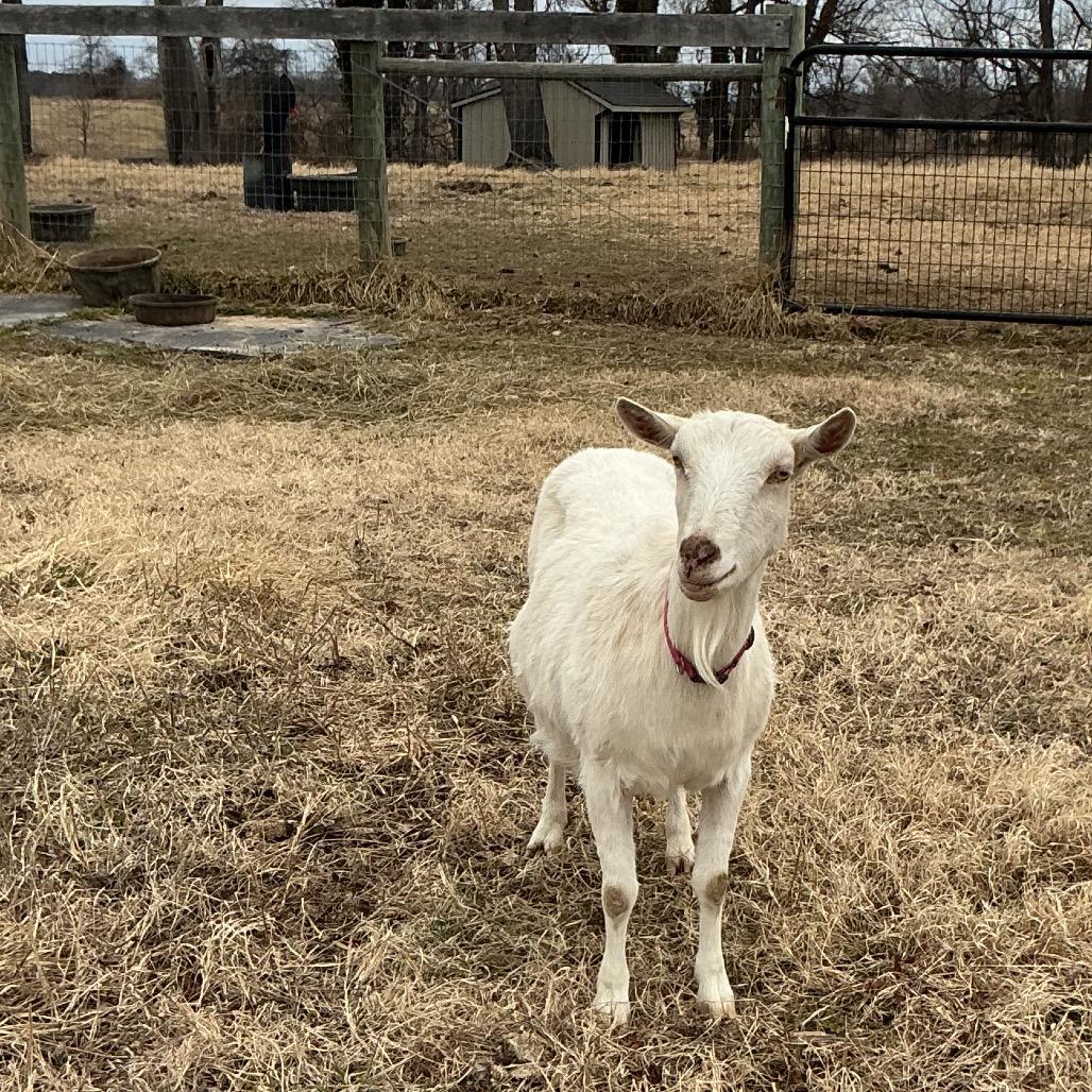 Enlarge Lady, a Adoptable Goat in Marshall, VA image 2/2