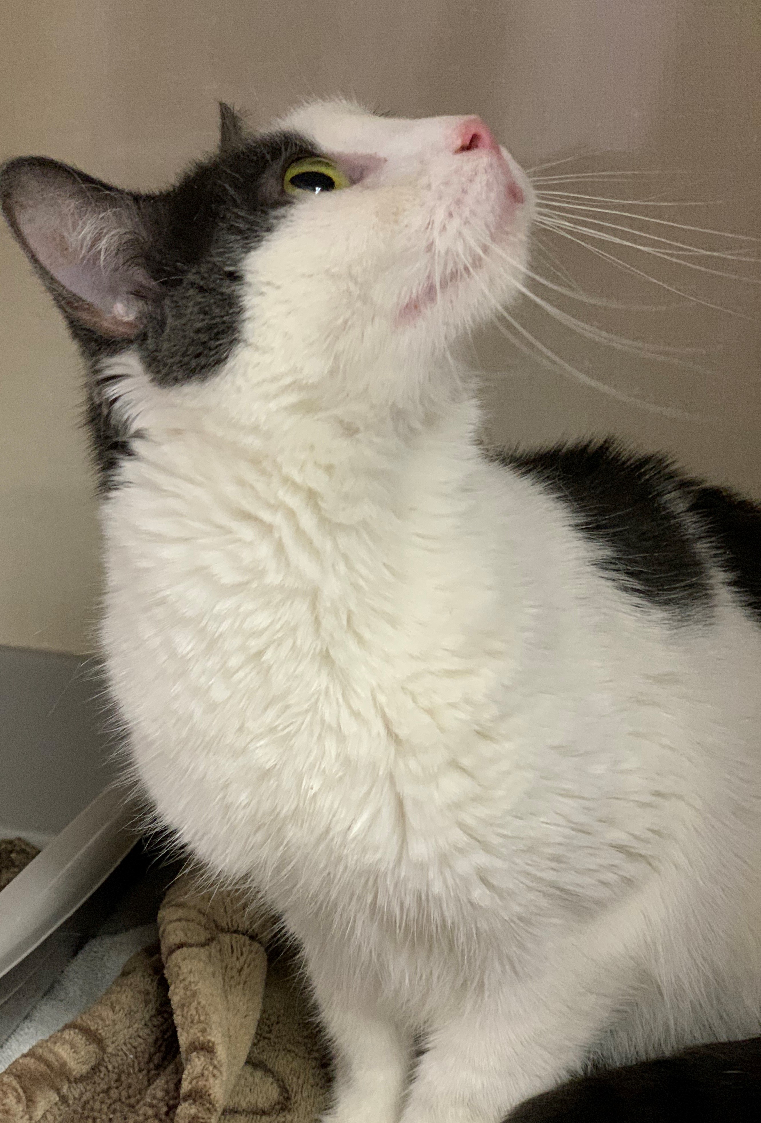 Chloe, a Adoptable mixed breed in Smithtown, NY image 1/10